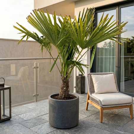 Palma Trachycarpus  150 cm – Duża Palma Mrozoodporna...